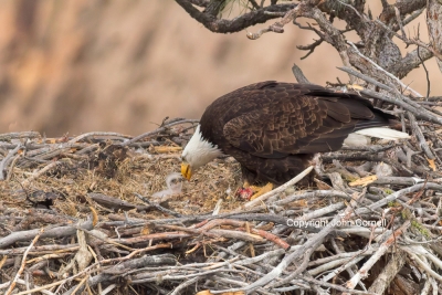 Bald-Eagle;Eagle;Eaglet;Feeding-Behavior;Haliaeetus-leucocephalus;Nest;aerie;car